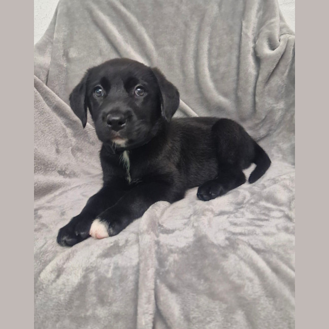 Photo of D1265 Raven