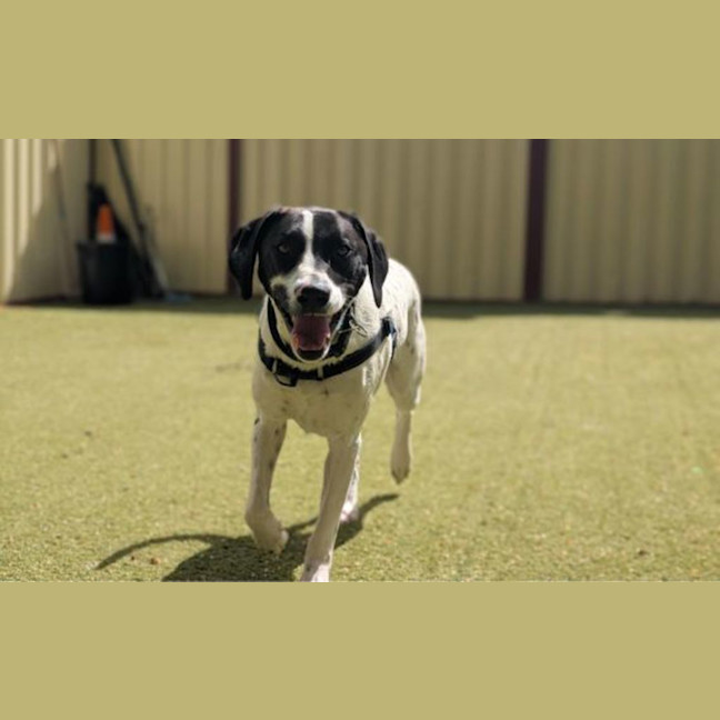 Photo of Bluey