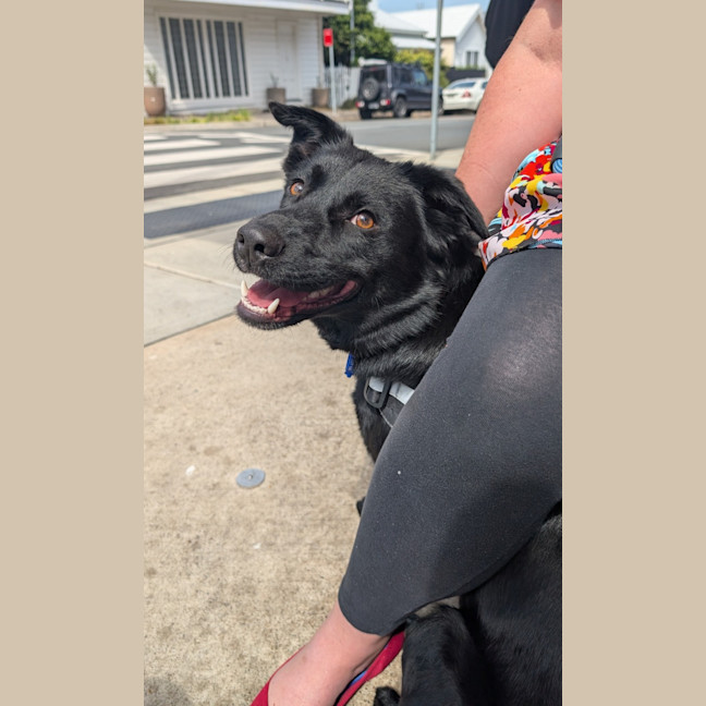 Photo of Zara   2 Year Old Border Collie X Kelpie