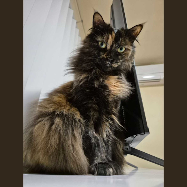 Photo of Jinx