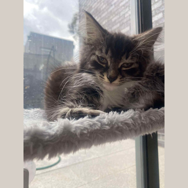 Photo of Furr Kenstein