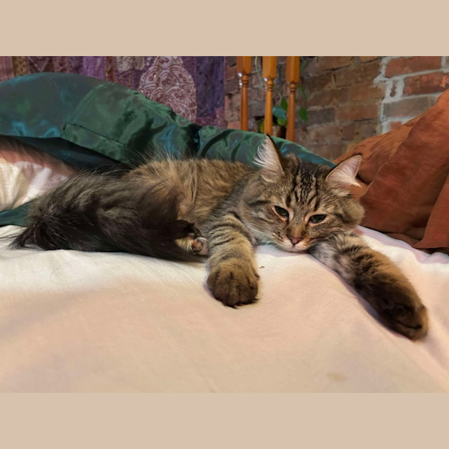 Photo of Marshmellow 