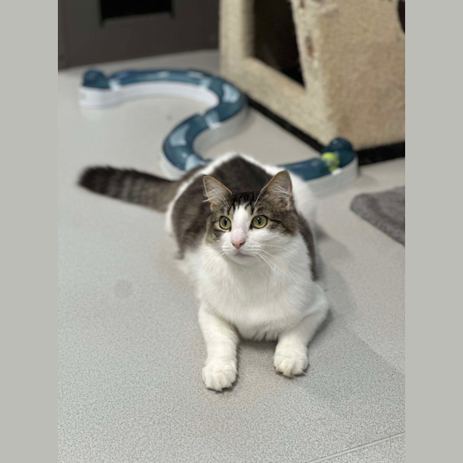 Photo of 🥥 Chester 5640 🥥