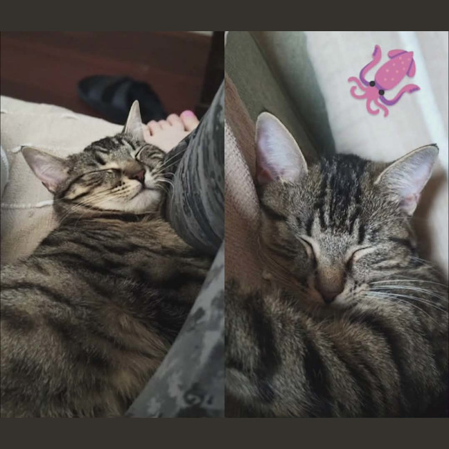 Photo of Cleo   In Foster In Melbourne