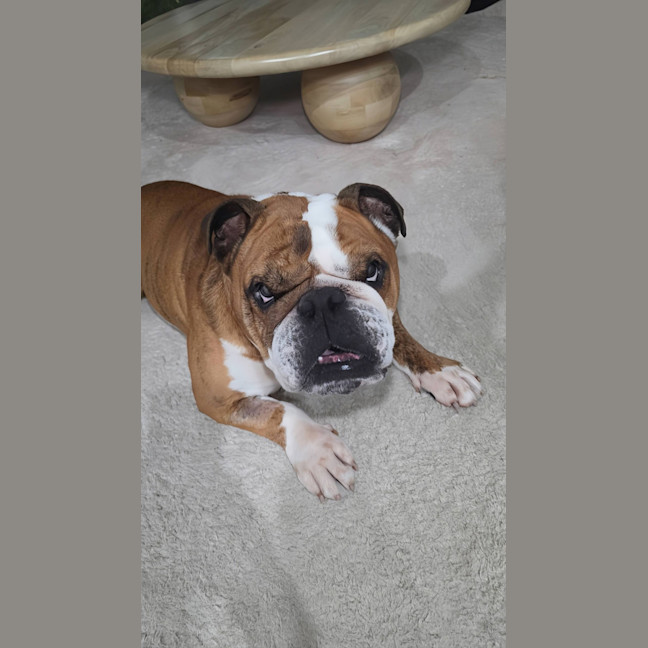 Photo of Boris