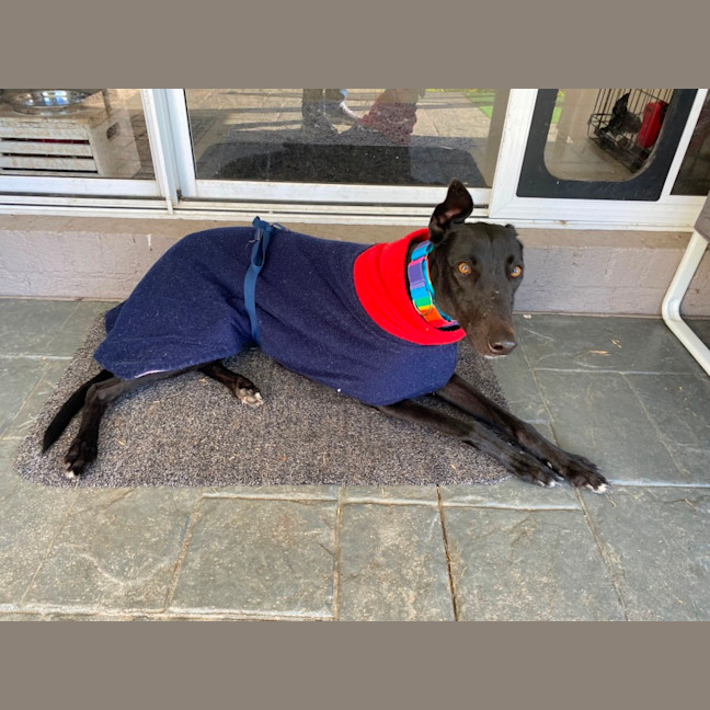 Photo of Georgia The Greyhound 