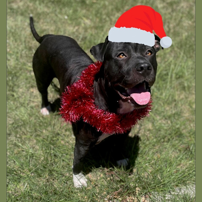 Photo of Hank (9218)