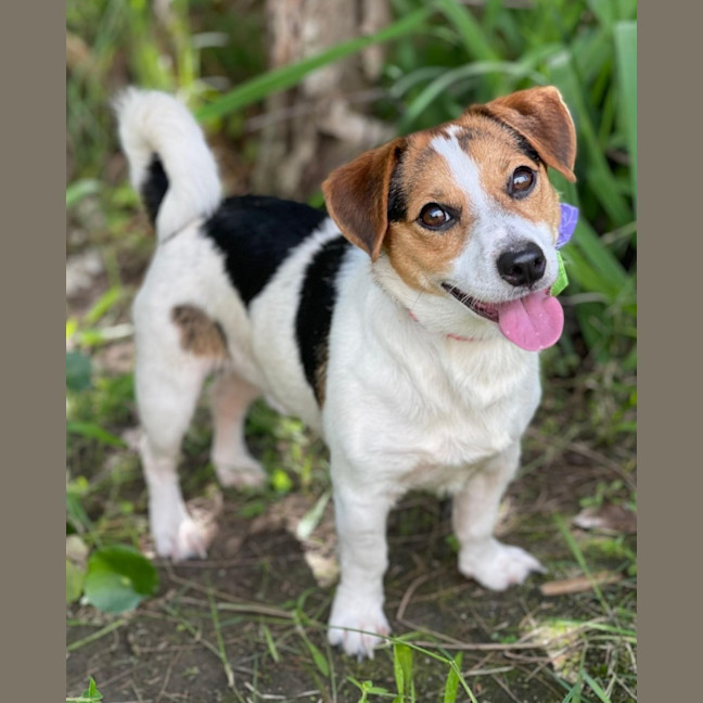 Photo of Scrappy