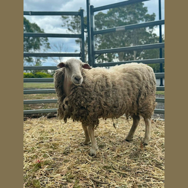 Photo of Lord & Lady Fluffington & Fluffer Nutter. 
