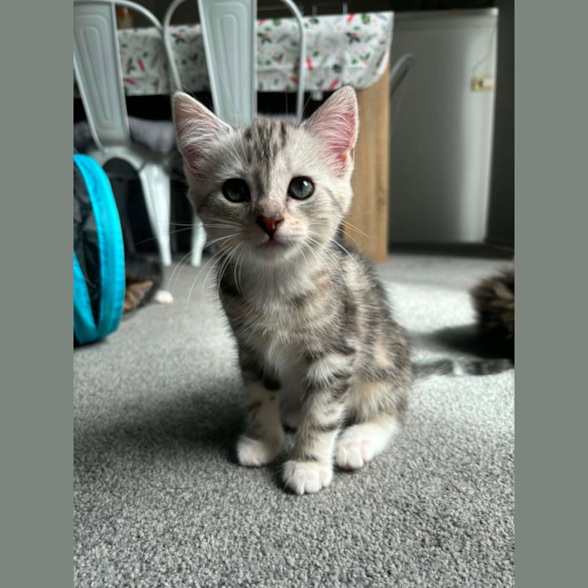 Photo of Cleo Meet Me@Petstock Carrum Downs Store