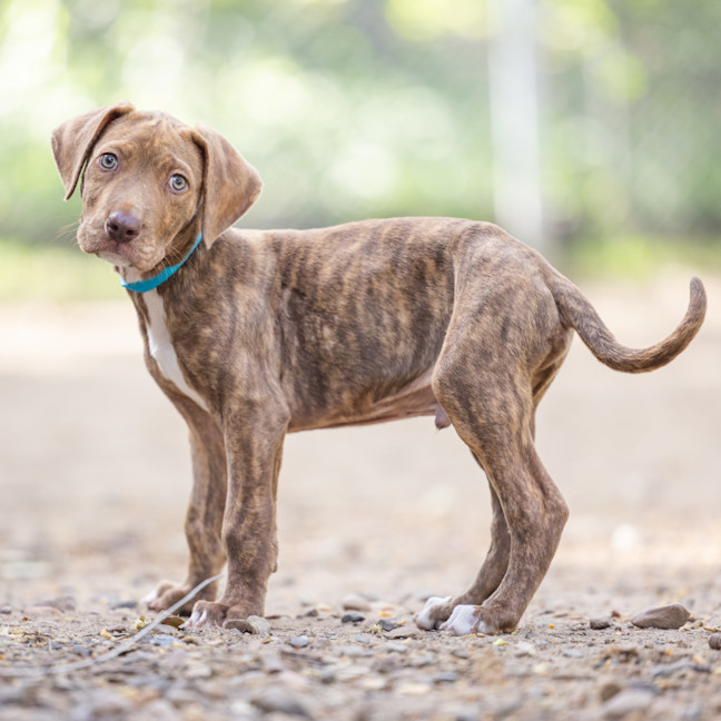 Photo of Chai