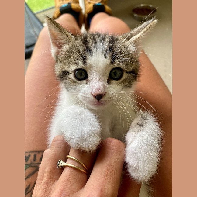 Photo of C1380 Callie