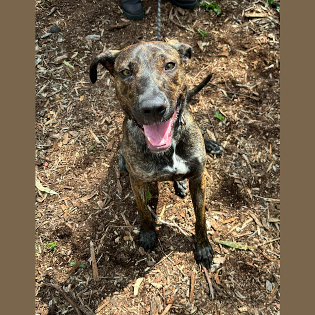 Photo of 🌺 Azaelia 5668 🌺