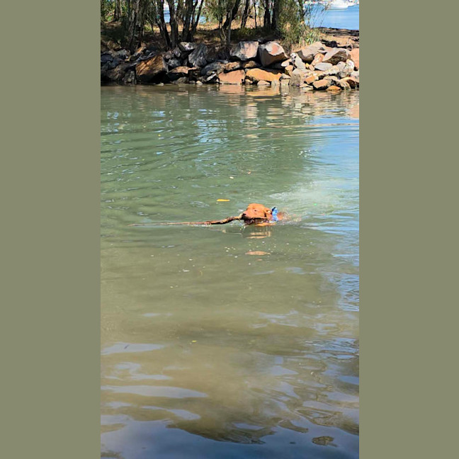 Photo of Shadow   7 Year Old Staffy X