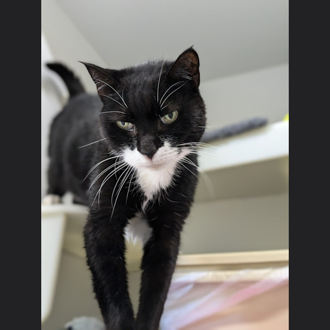 Photo of 🎨 Pablo Purrcasso 5405🎨