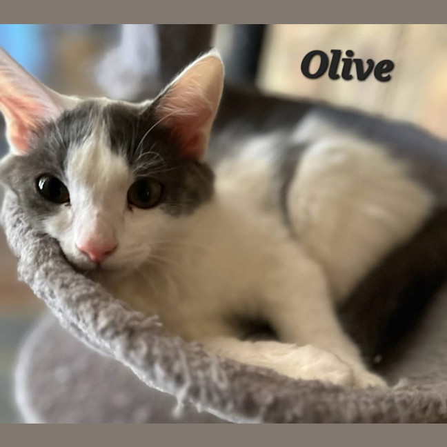 Photo of Olive