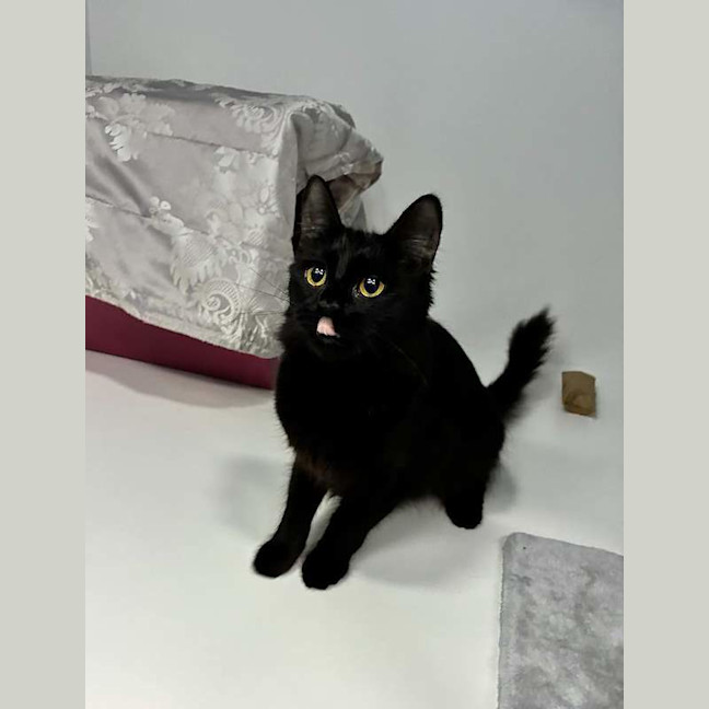 Photo of Binx