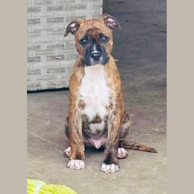 Photo of Ace Of Hearts 