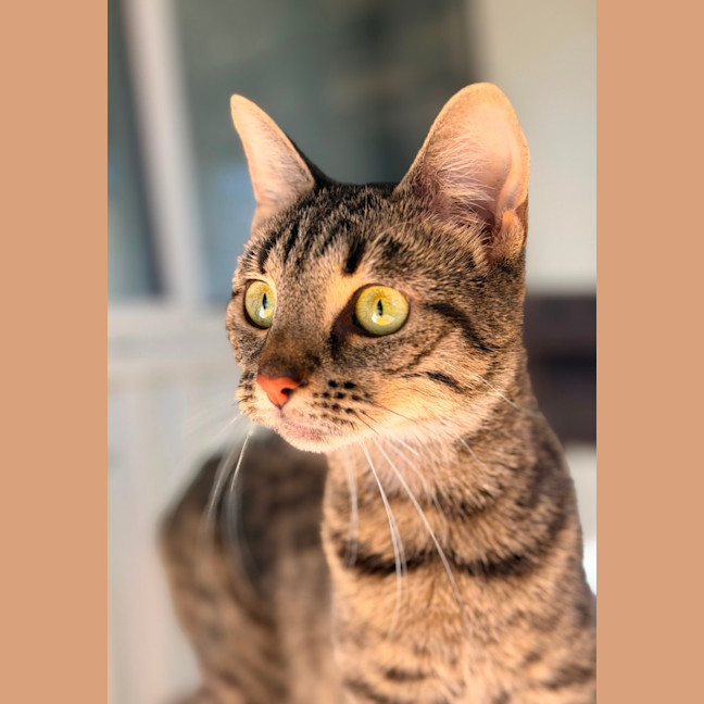 Photo of Bella