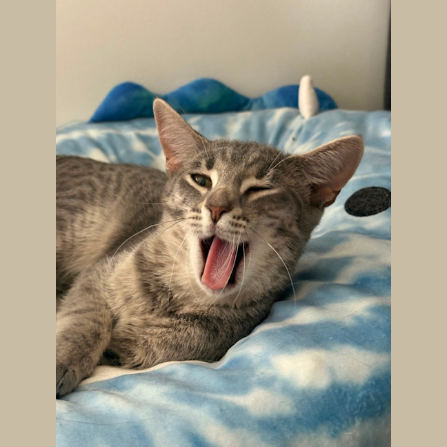 Photo of Raven **2nd Chance Cat Rescue**