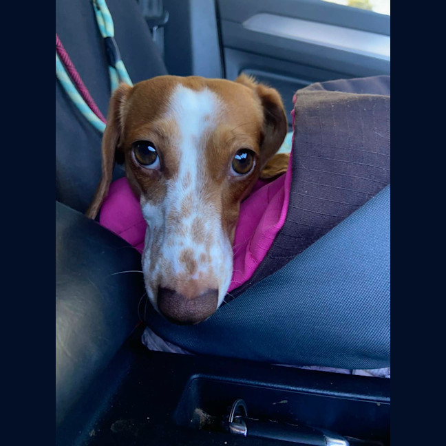 Photo of Coco