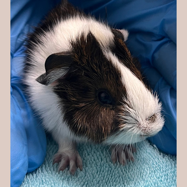 Photo of Peanut (Bonded To Chestnut And Walnut)