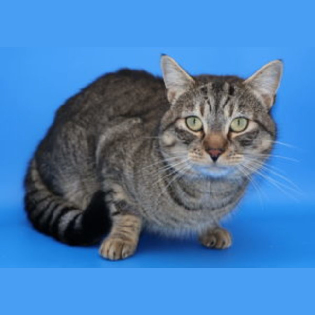 Photo of Zorro   Available At Pet Quarters Tuggerah