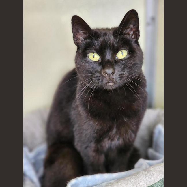 Photo of 🌮 Frankie 6184 🌮