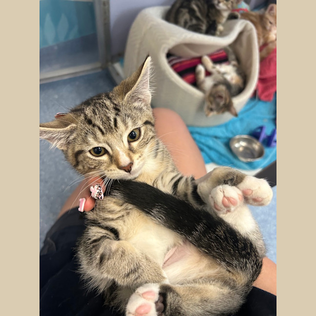 Photo of Tumbletuft Mouse
