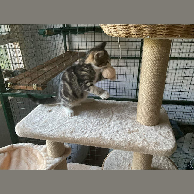 Photo of Dash