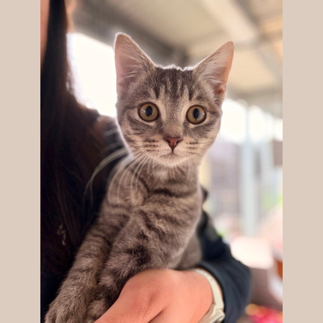 Photo of Dumpling