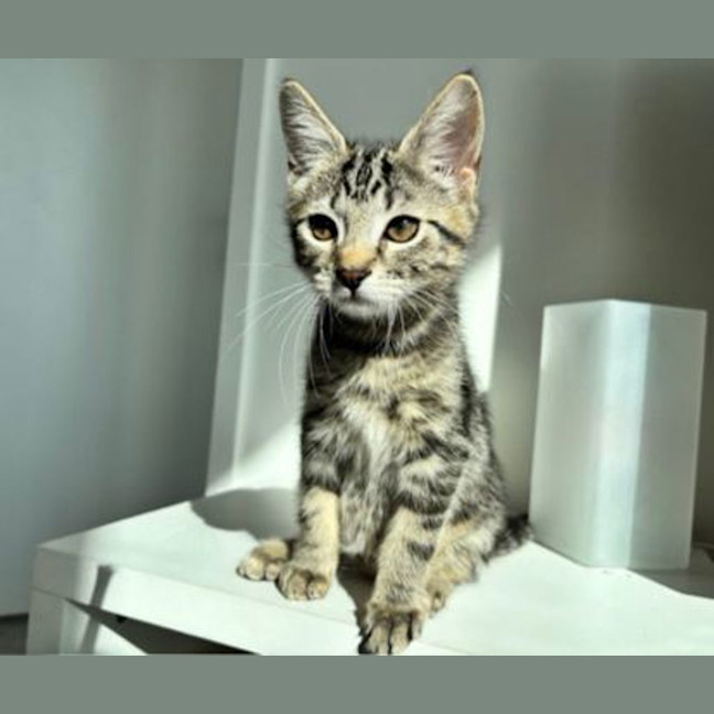 Photo of Basil