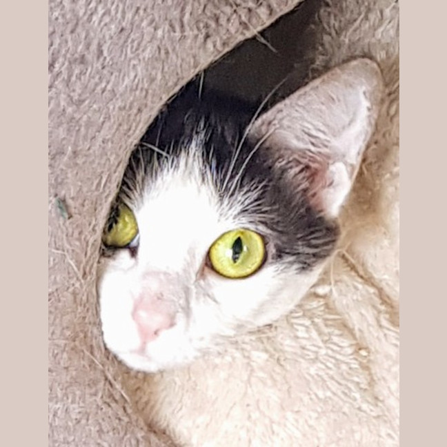 Photo of June   Now At Pet Quarters Broadmeadow 