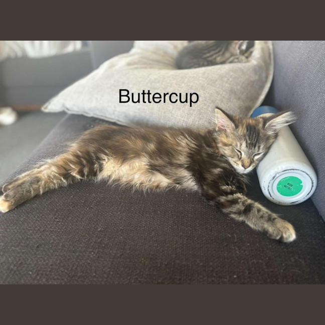 Photo of Buttercup Meetme@Hastings Petstock Store 