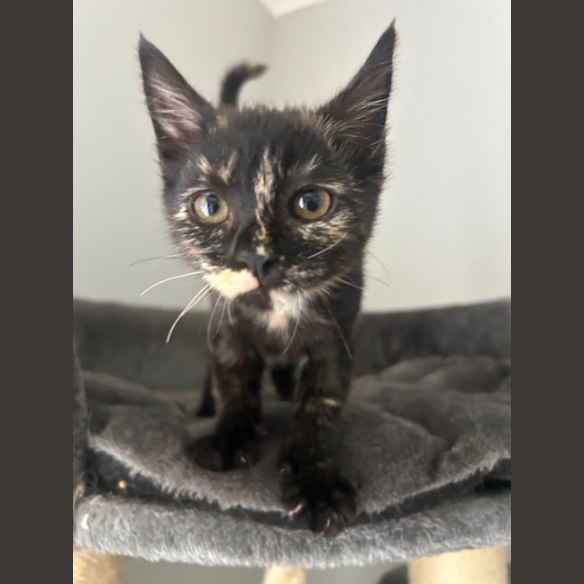 Photo of Ramona