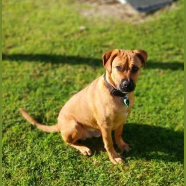Photo of Alf