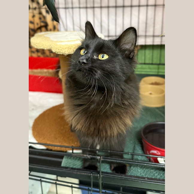 Photo of Kuromi