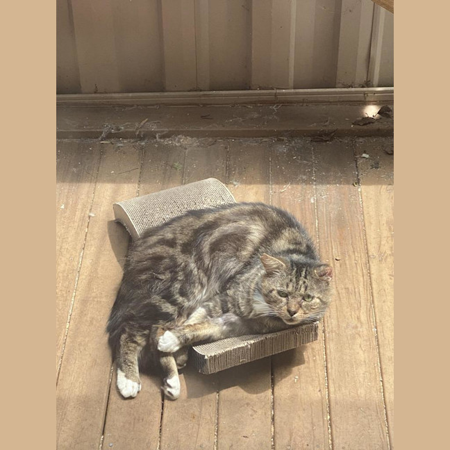 Photo of Bartholomew Ragamuffin