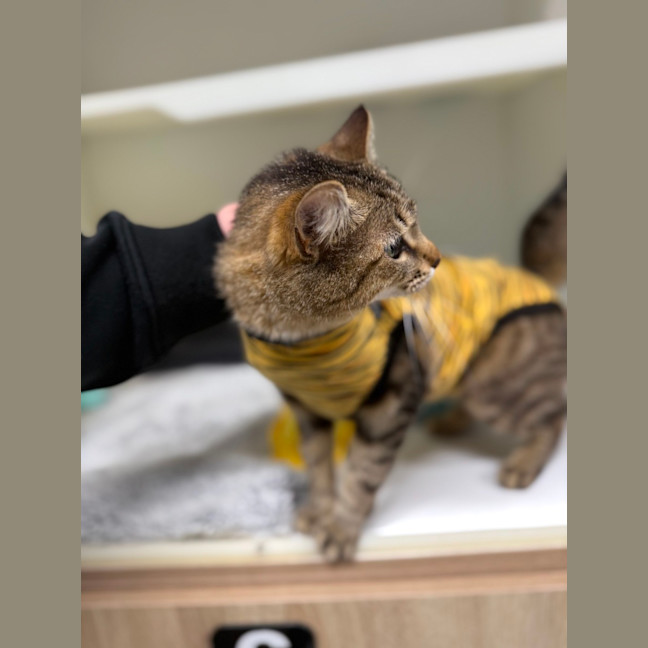 Photo of 🍯 Mabel 6609 🍯