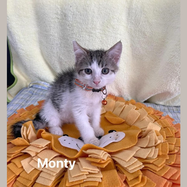 Photo of Monty