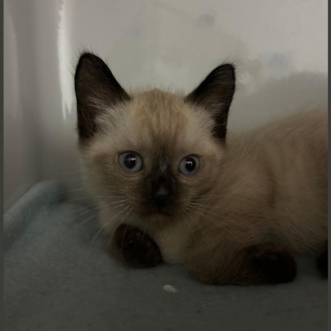 Photo of Milo