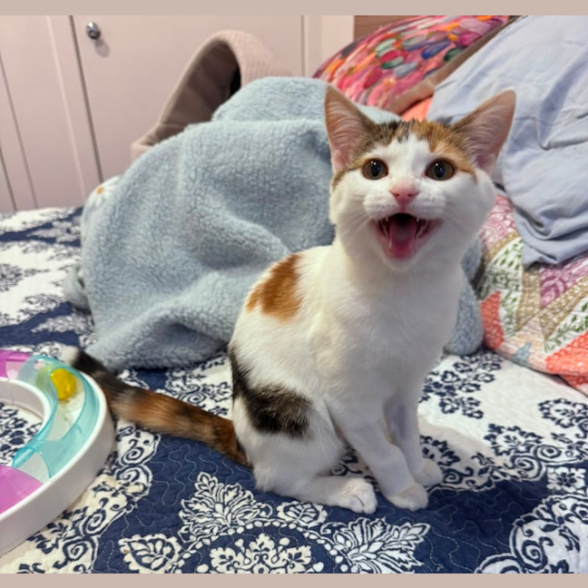 Photo of Callie