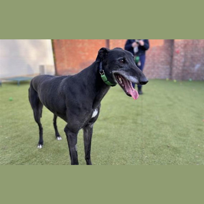 Photo of Duke
