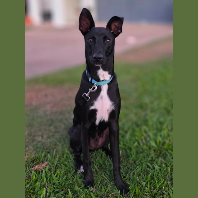 Photo of Blitzen