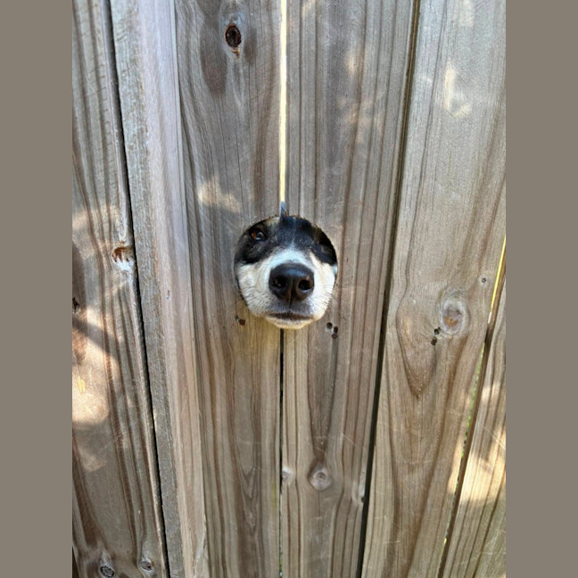 Photo of Diesel *$350 Adoption Fee*