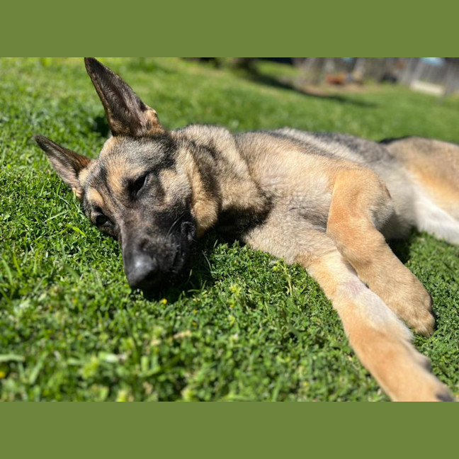Photo of Gypsy