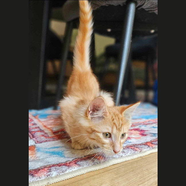 Photo of Ging