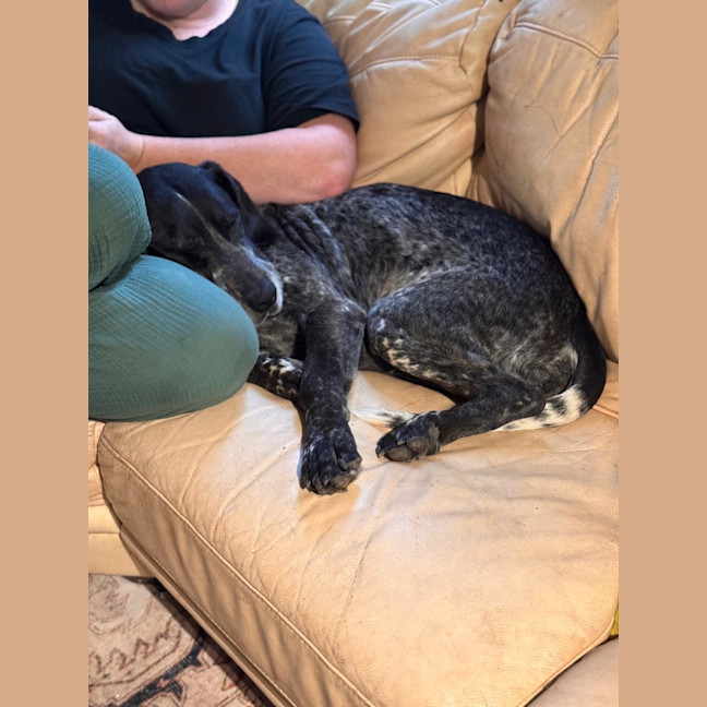 Photo of Koda