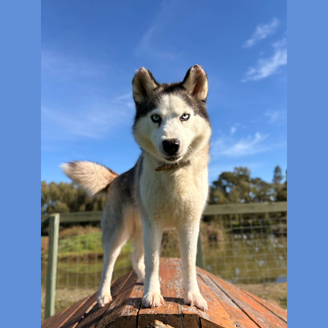 Photo of Tinkerbell