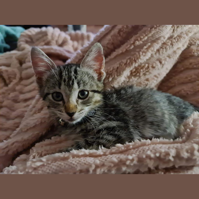 Photo of Tilly (Was Petal)